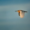 Volavka vlasata - Ardeola ralloides - Squacco Heron 8646